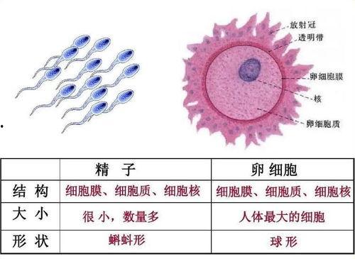 生殖细胞,生命的起源与传承