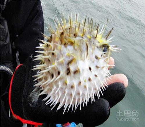 河豚之家：神奇的珊瑚礁,探索河豚之家的珊瑚礁奇观