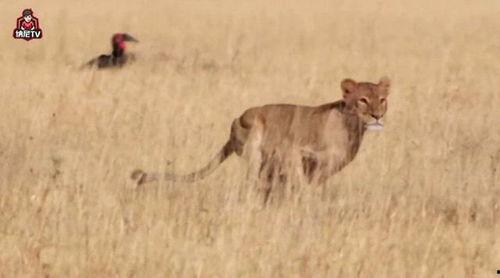 饥饿的狮子,饥饿狮子的生存挑战